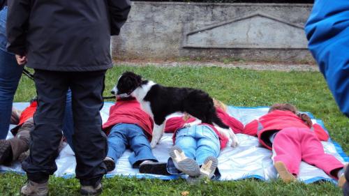 2300 Chiens à l'école